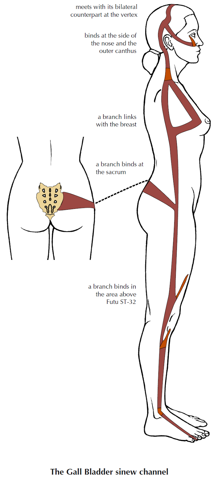 Sacrum On Attachments - 716x1600 - png Sacrum On Attachments